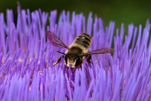 Megachile sp.